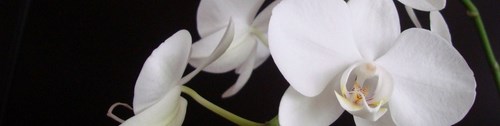 Логотип компании Белая Орхидея, салон красоты